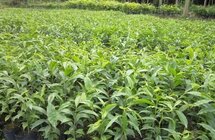 发展产业集群 制定技术标准，电白着力打造享誉全球的“世界沉香之都”