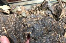 屯昌政协委员建议：挖掘沉香产业潜力 做好“第四棵树”文章