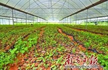 百年沉香树 今朝发新枝