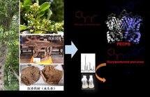 名贵濒危中药材沉香形成机制方面取得重要进展
