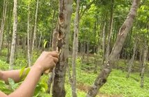 第五批国家林下经济示范基地名单公布