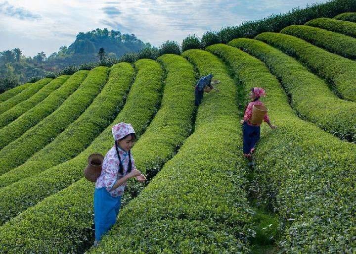 贵州加速“茶产业+”深度融合