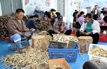 电白沉香树 要“种”出百亿大产业