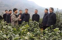 郑小东到汉滨区调研茶产业高质量发展工作