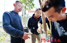 乡贤回乡创业，南安40多亩闲置地种上了沉香苗！