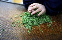 六盘水供电局为茶产业充电赋能