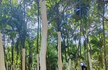 闯出精彩 海南大学热作学院教授万迎朗：让沉香树持续结香