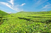 江苏省灌南县黄山区三口镇推动茶业提质增效