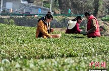 峡江早市茶开园 一斤茶拍出5000元