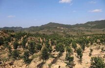 县委书记凌云深入中建34队沉香种植基地调研