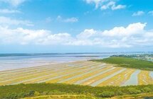 海南今年将完成造林绿化十万亩，种植木棉、重阳树、沉香、黄花梨等