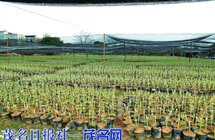 那霍镇大力发展沉香种植业目前该镇已发展沉香种植面积1700多亩