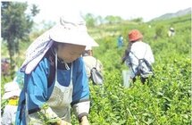 “茶”上希望的“翅膀”——看保基乡大力发展茶产业助力乡村振兴