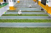 侗乡茶企加工忙 你爱的茶香在路上