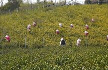 扬州｜明前采茶忙 春暖茶飘香