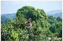 西双版纳勐海：春茶采摘忙