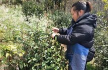 明前采摘春茶忙，城口鸡鸣乡做大茶产业招牌