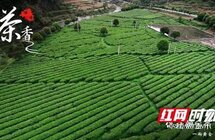 保靖黄金茶：一片树叶托起美丽乡村梦