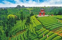 雅安推动茶文化底蕴转化为高质量发展优势