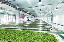 小茶叶“变身”大产业东西部协作助力遵义市习水县茶产业富民强村
