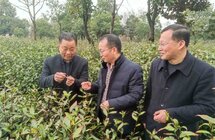 仪征：创新推出“茶叶贷” 金融活水浇壮茶产业