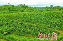 电白｜计划4年完成退桉改香5万亩