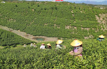三里镇｜大力发展茶产业助推乡村振兴
