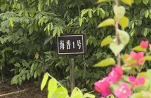 海香园｜着力发展沉香产业 带动就业 促农增收