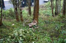 50年树龄沉香木惨遭盗砍，损失难以估量，4名窃贼次日落网