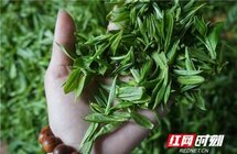 又到一年春茶季今年春茶品质比往年好