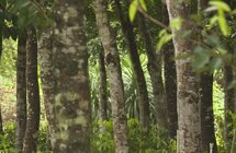 海南省首单保额1002.2万元的沉香种植保险落地屯昌
