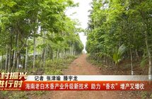 海南老白木香产业升级新技术 助力“香农”增产又增收