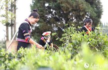 云南临沧｜乡村振兴路上茶飘香