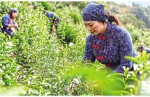 《琵琶行》传诵千载“浮梁茶”香溢神州
