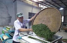 东至县泥溪镇金富安：把茶叶做成乡村振兴的金字招牌