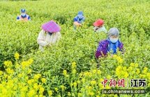 苏州浒墅关阳山白龙茶迎来集中采摘期