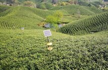 信阳市浉河区｜茶农抱团谋发展