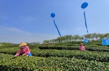 2022年六安瓜片新茶开园暨春茶产销对接启动仪式