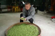信阳浉河区｜人勤春来早 春茶生产忙