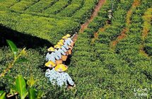 保山龙陵“万亩茶乡”春茶飘香，等你尝
