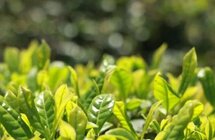 好山好水出好茶！荔波春茶上市，快来品尝春天的味道！