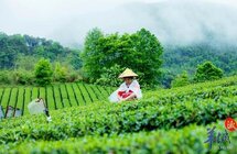 17万亩茶园全面开采！清远英德红茶头采节开幕