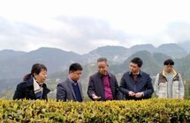 中国农业科学院茶叶研究所专家赴五峰开展茶产业技术服务