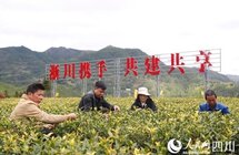 “小绿叶”炼成“大产业” 带领百姓致富奔康