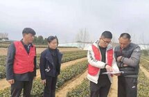 日照市农科院茶叶研究所：走进茶园送技术 服务茶企助升级