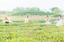 漳河之畔春茶香