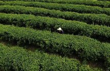 奉节｜春茶采摘正当时 致富增收谱乐章
