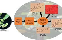 重大发现｜中科院王跃虎团队从沉香花中发现抗癌活性分子