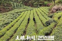 六盘水市｜水城区茶香四溢 "贷"动乡村振兴