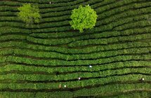 陕西平利｜以茶致富 因茶兴业